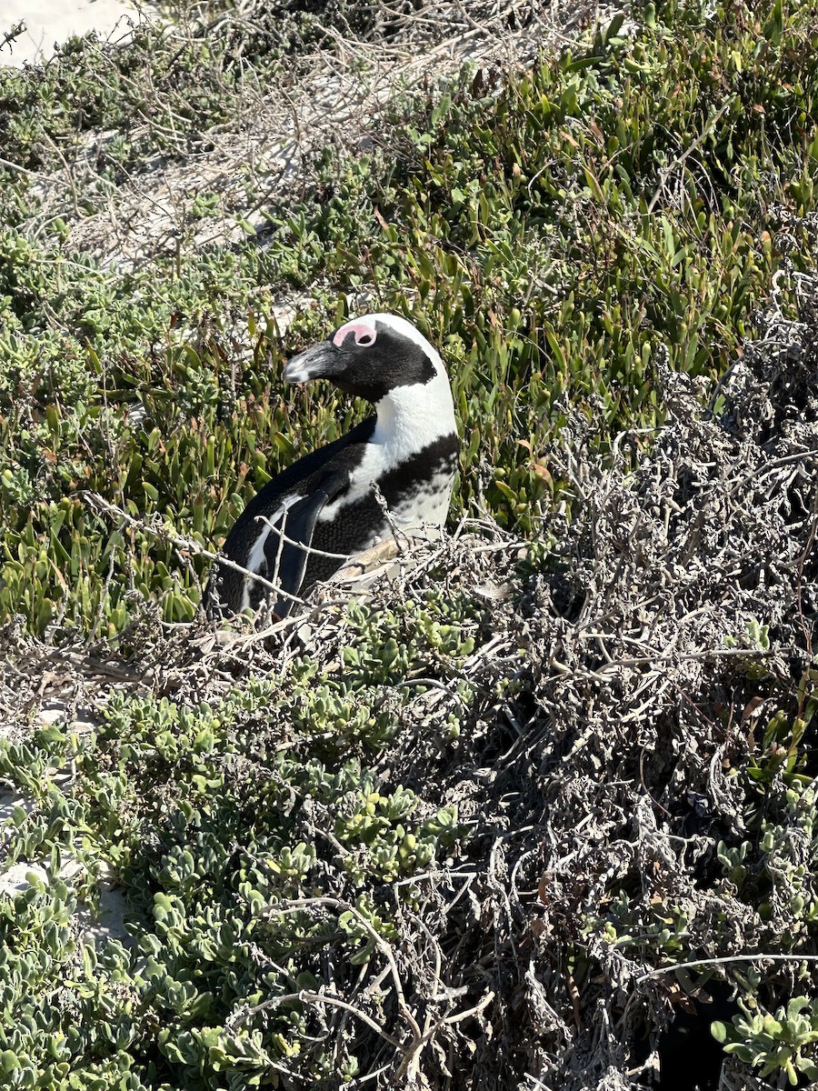 Pingüino de El Cabo - ML620039247