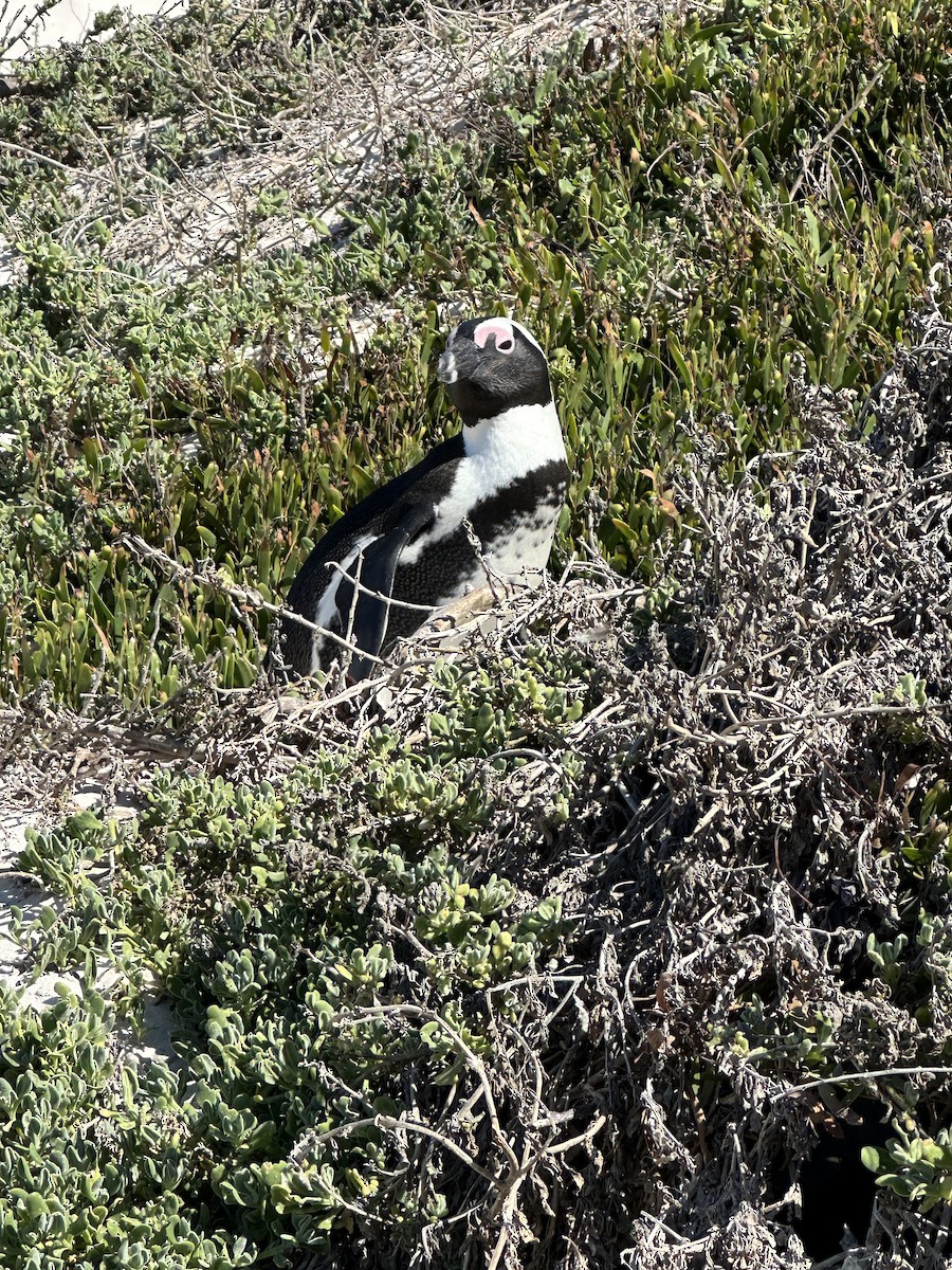 tučňák brýlový - ML620039250
