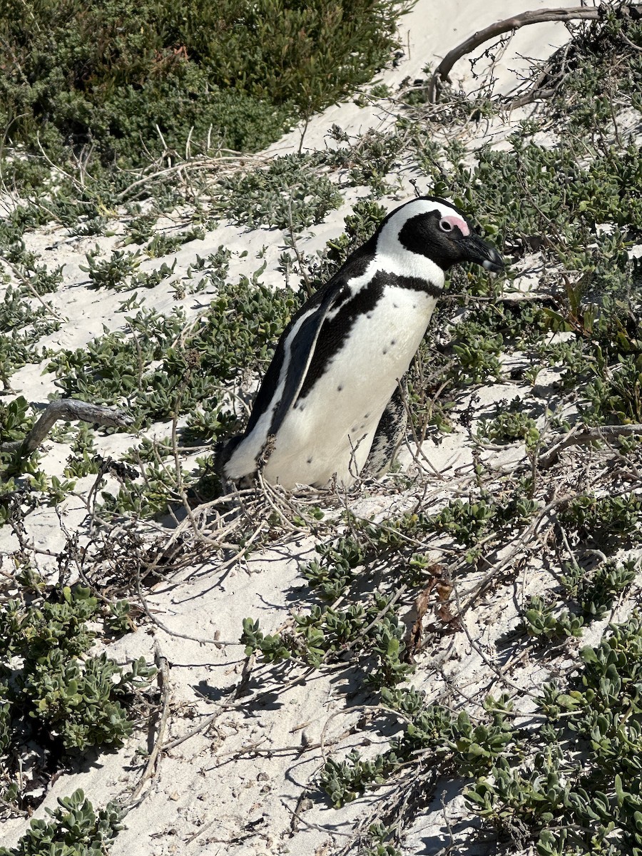 Очковый пингвин - ML620039254