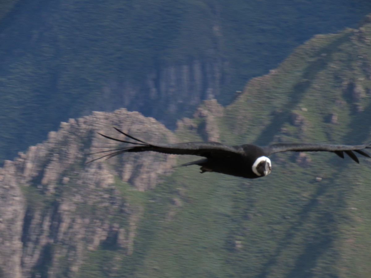 Andean Condor - ML620039261