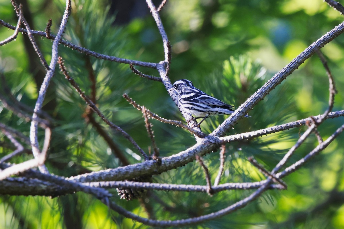 Black-and-white Warbler - ML620039270