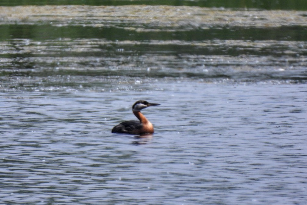 Red-necked Grebe - ML620039271