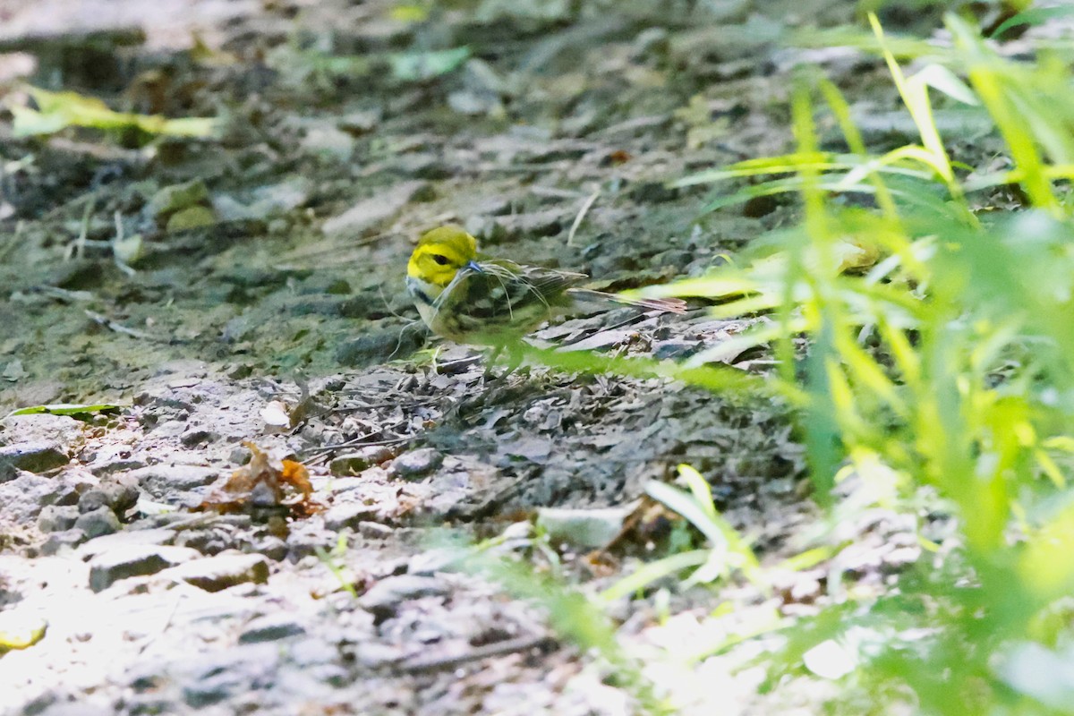 Black-throated Green Warbler - ML620039294