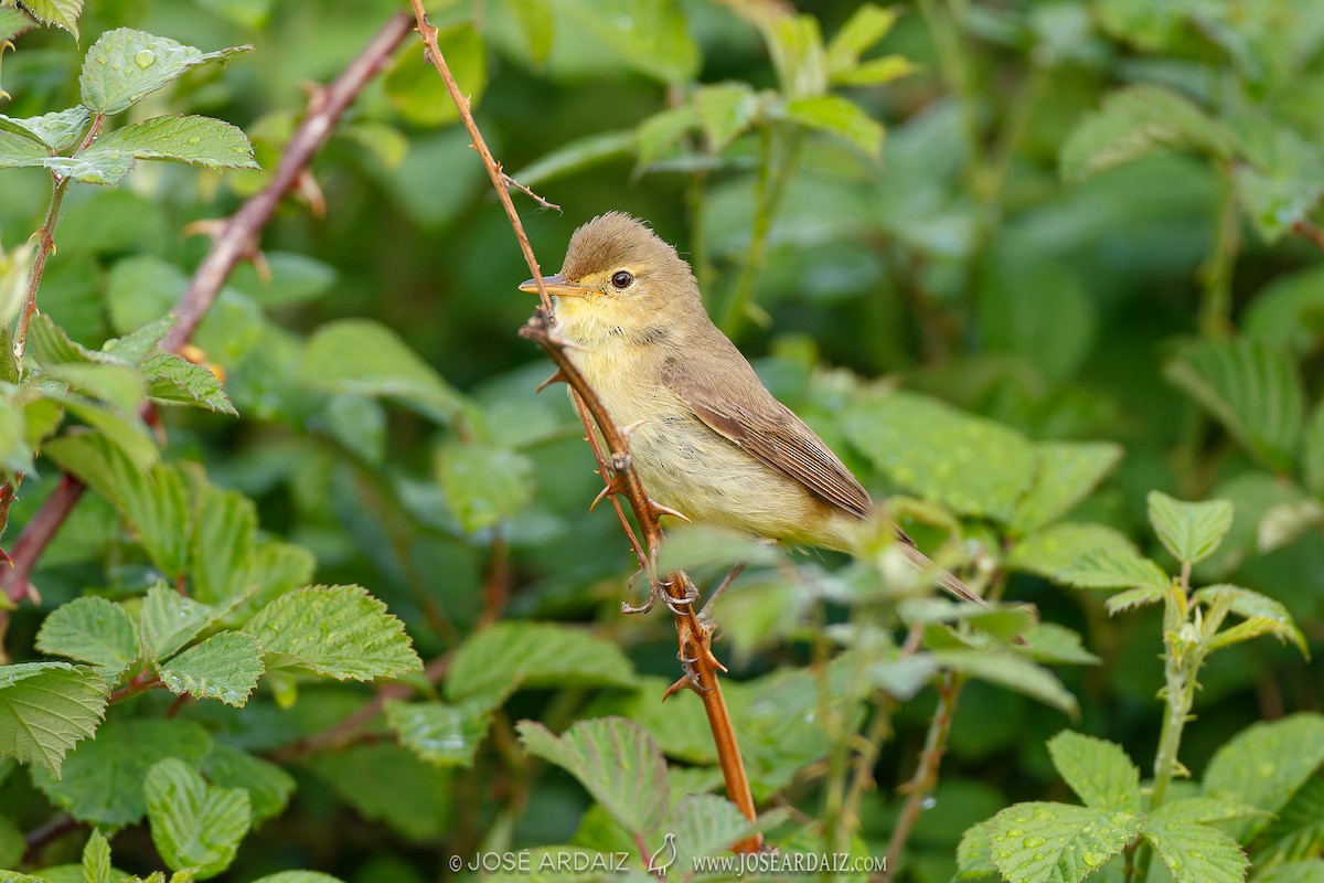 Melodious Warbler - ML620039303
