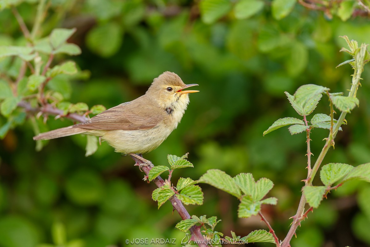 Melodious Warbler - ML620039304