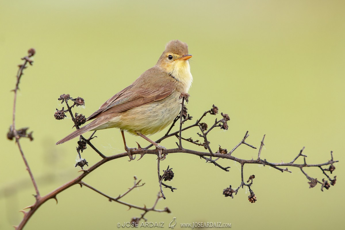 Melodious Warbler - ML620039305