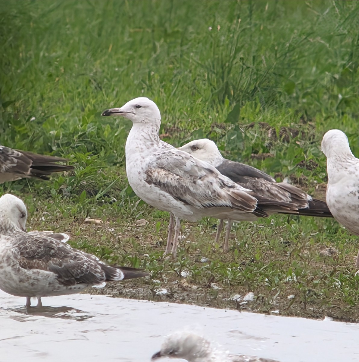 Caspian Gull - ML620039359