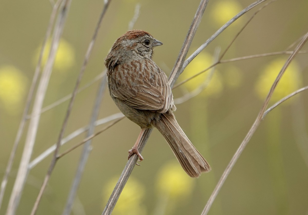 Rufous-crowned Sparrow - ML620039361