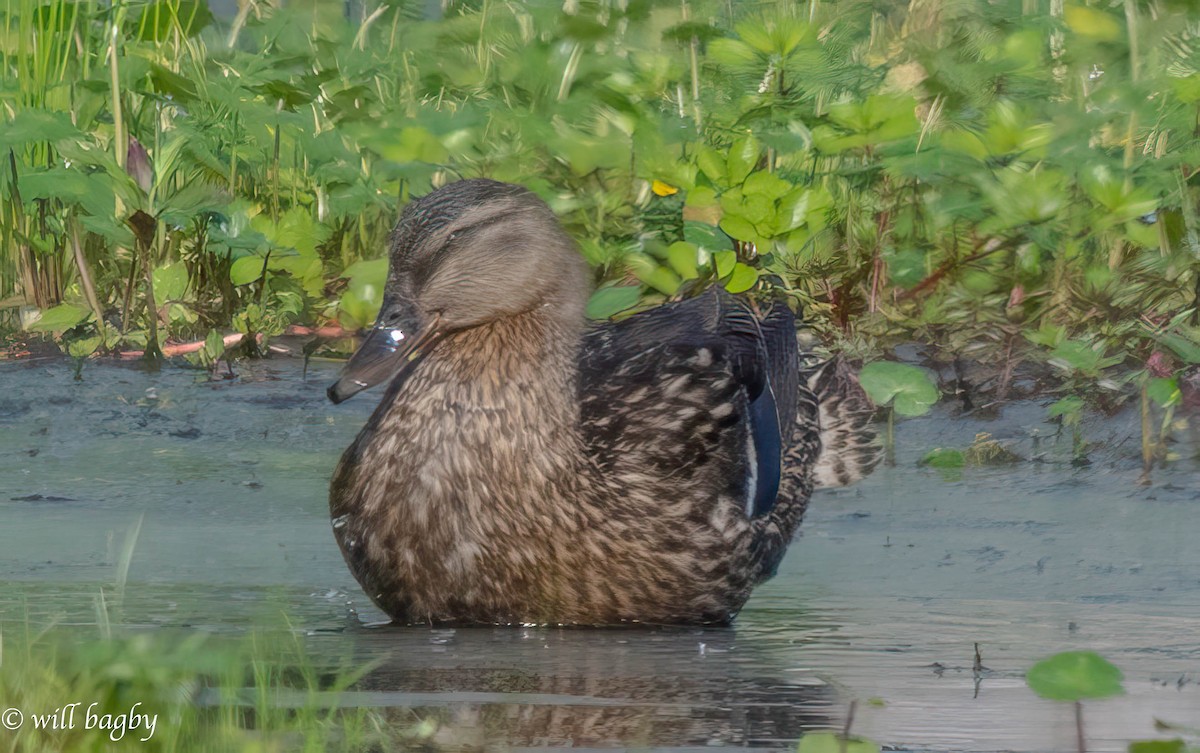 Canard colvert - ML620039366