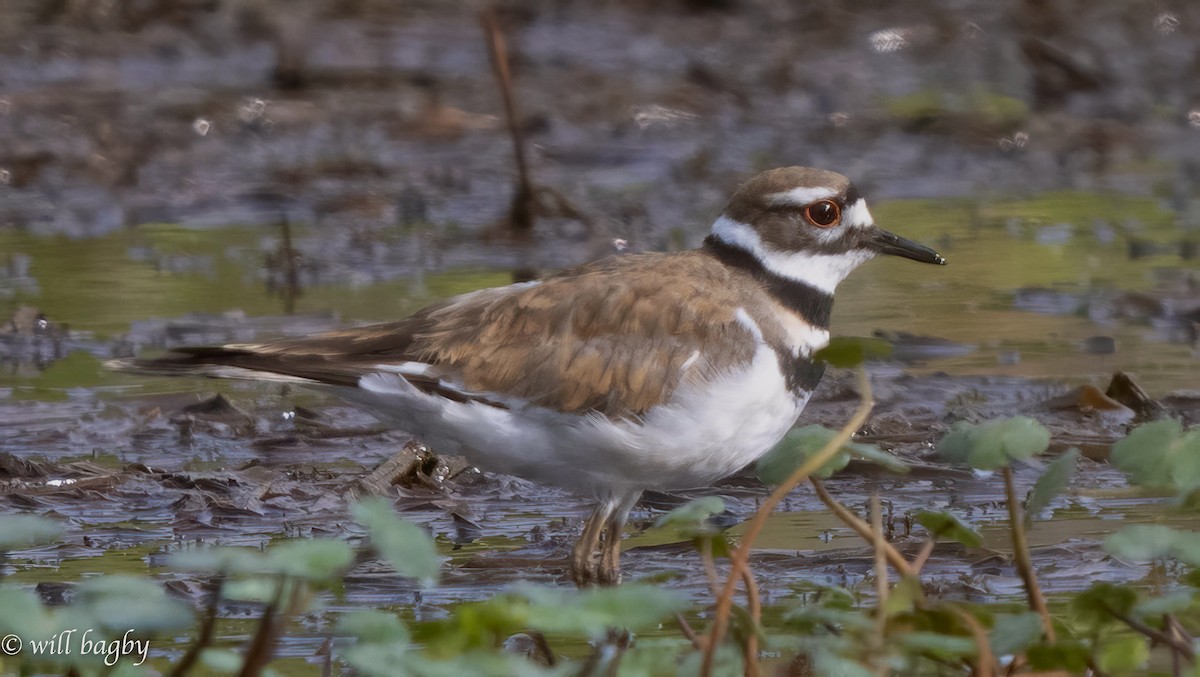 Killdeer - ML620039370