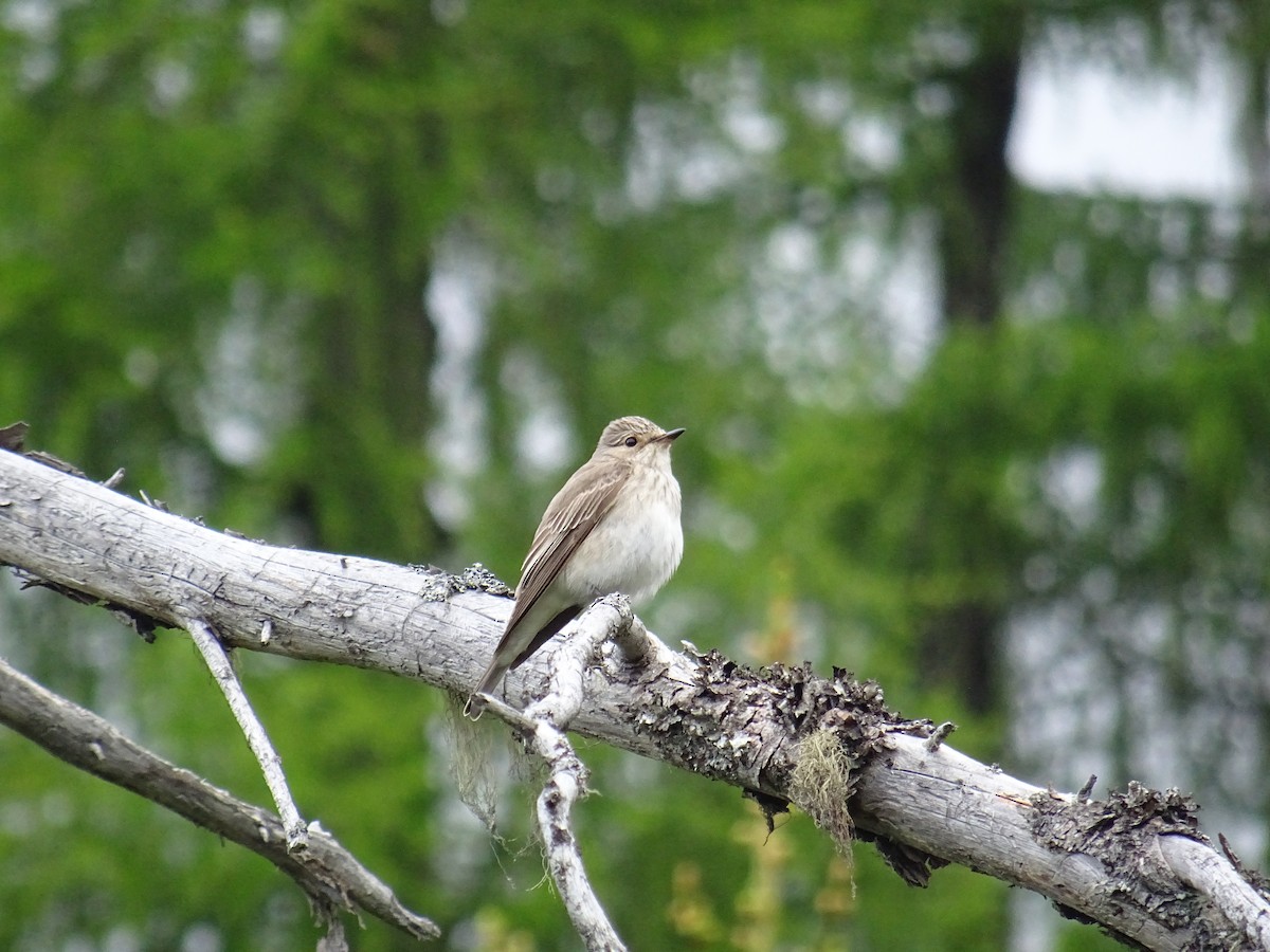 Spotted Flycatcher - ML620039376