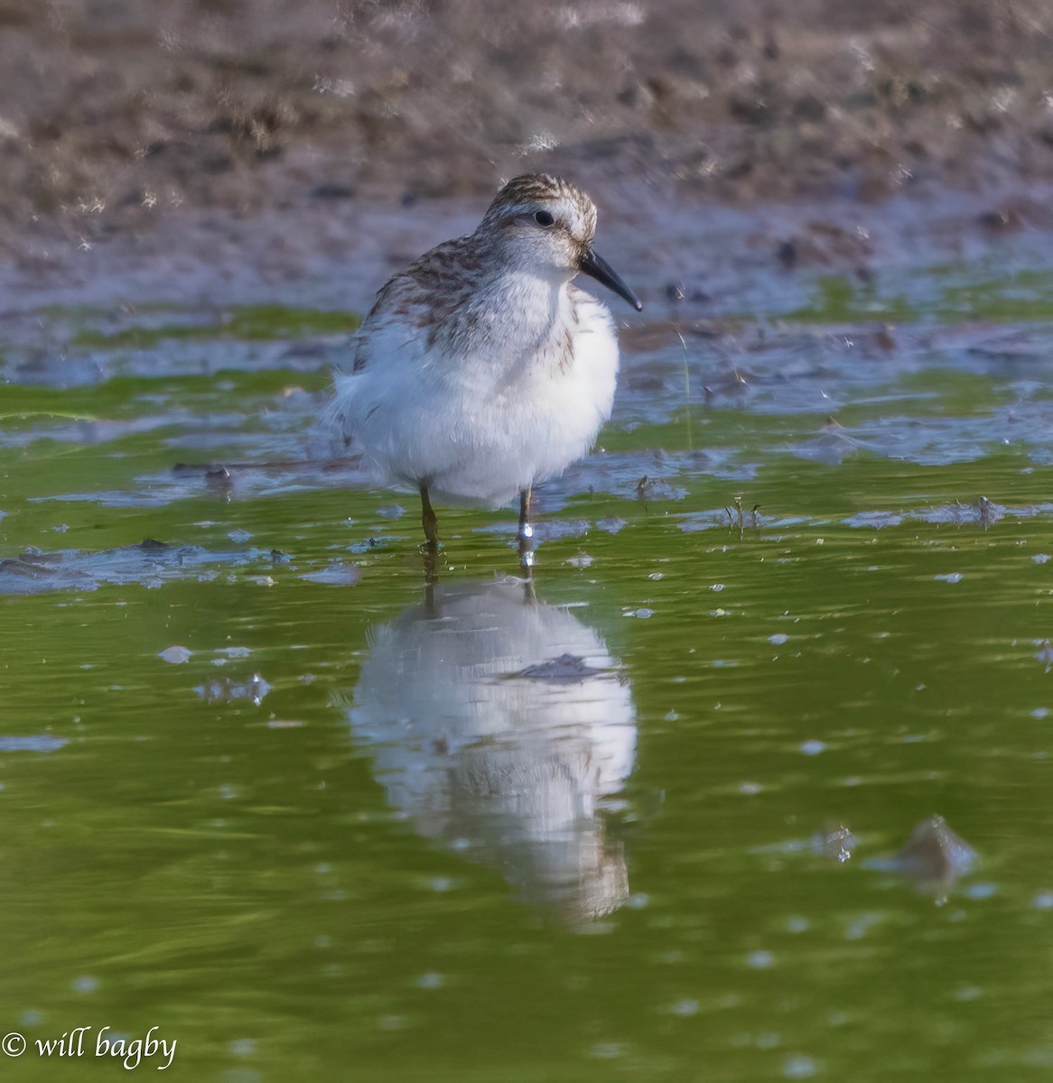 Semipalmated Sandpiper - ML620039377