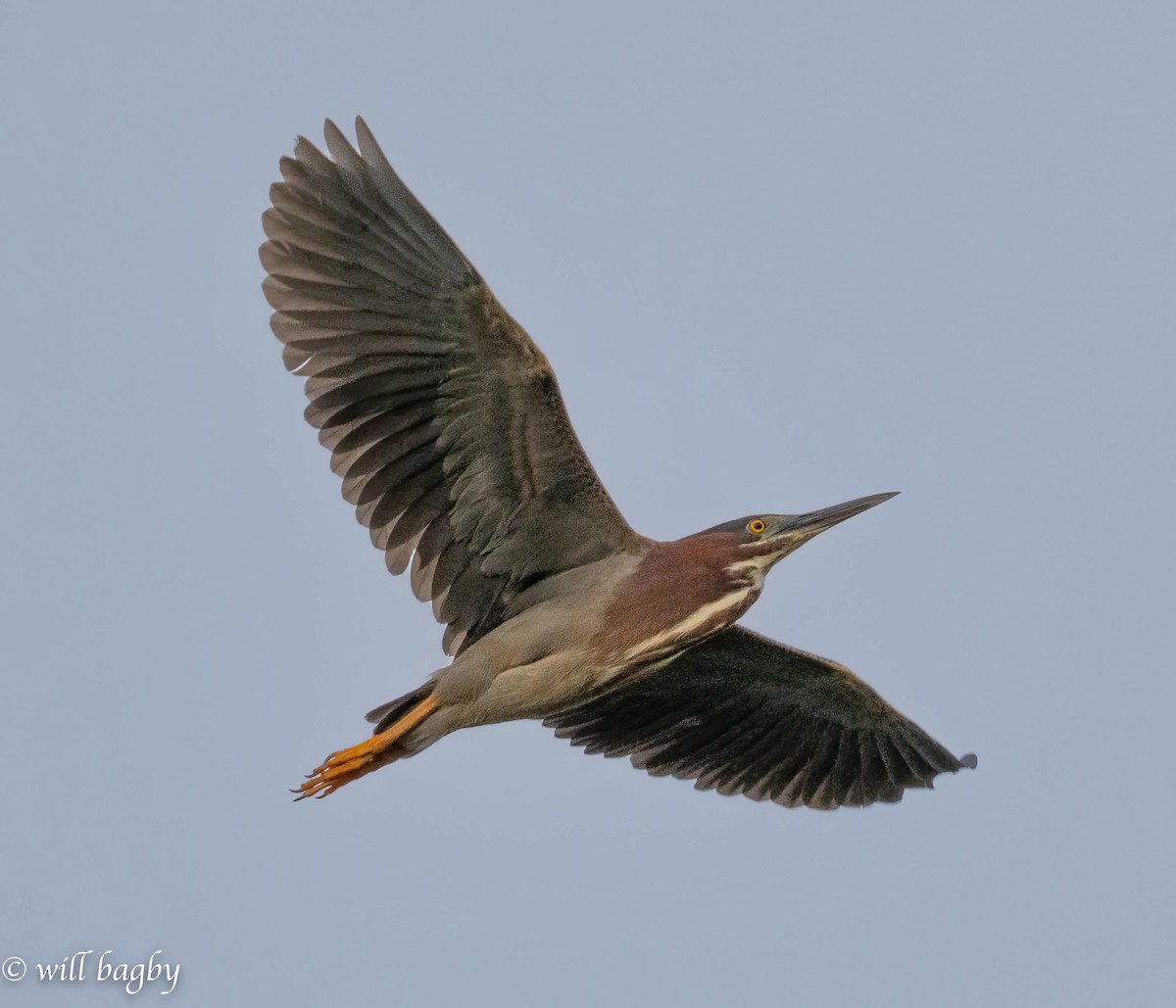 Green Heron - ML620039380