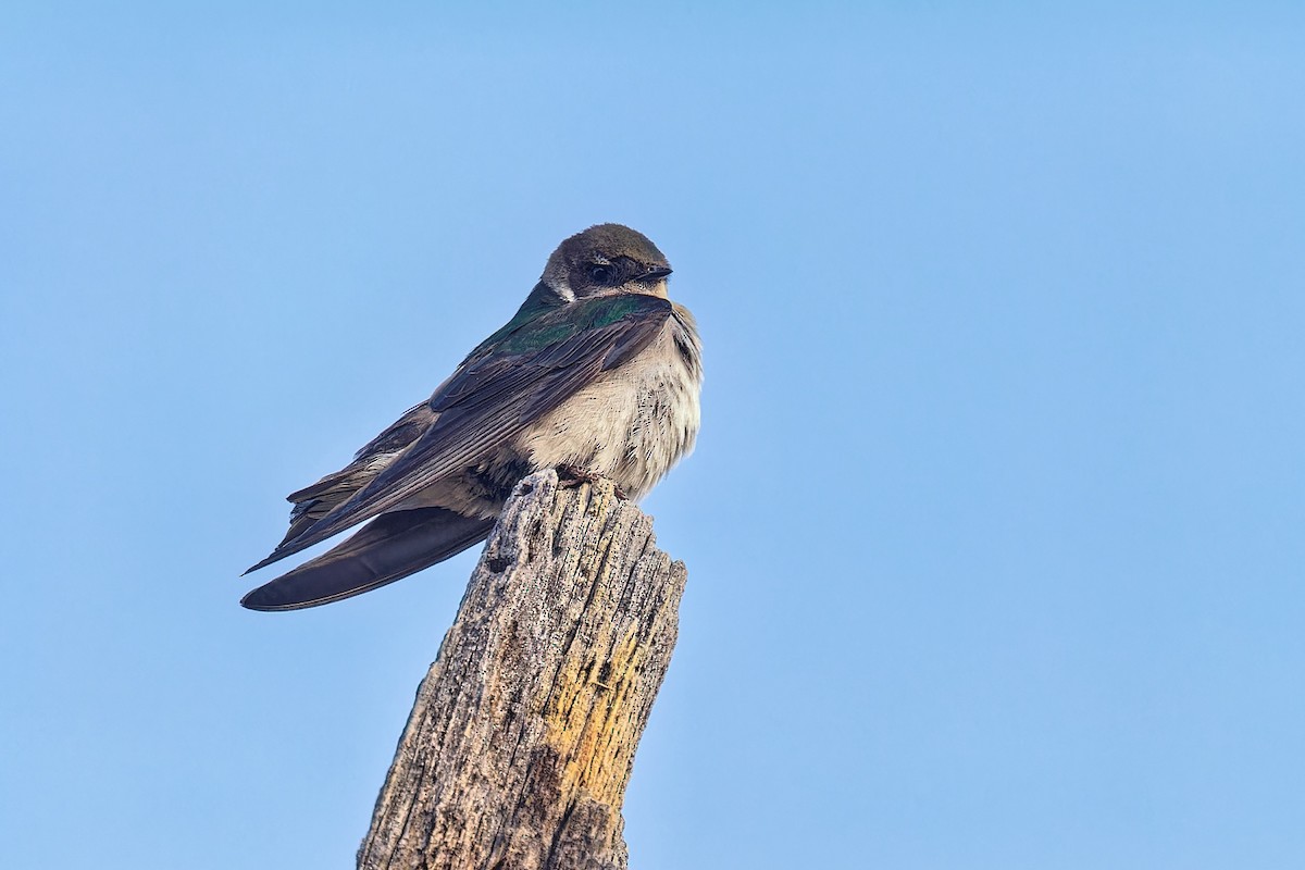 Violet-green Swallow - ML620039394