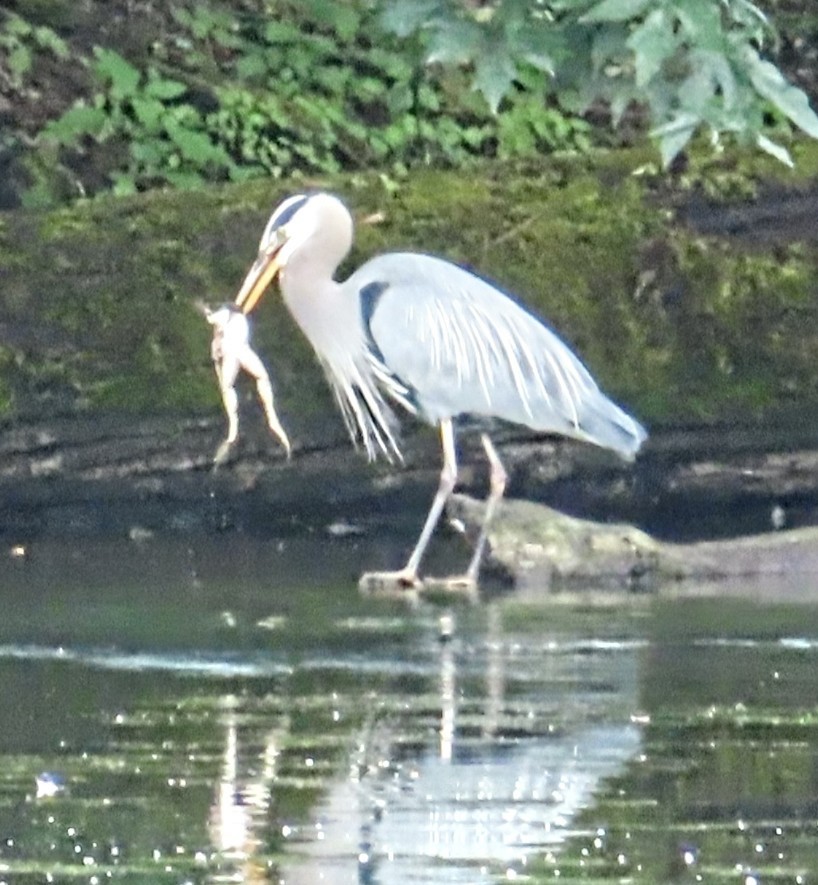 Great Blue Heron - ML620039411