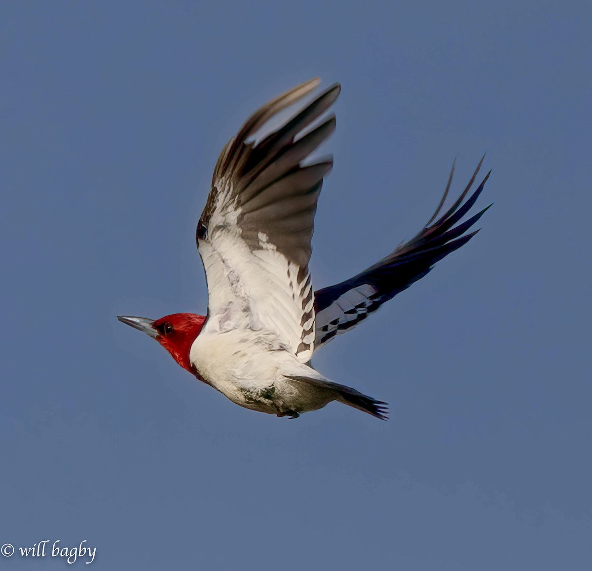 Red-headed Woodpecker - Will Bagby