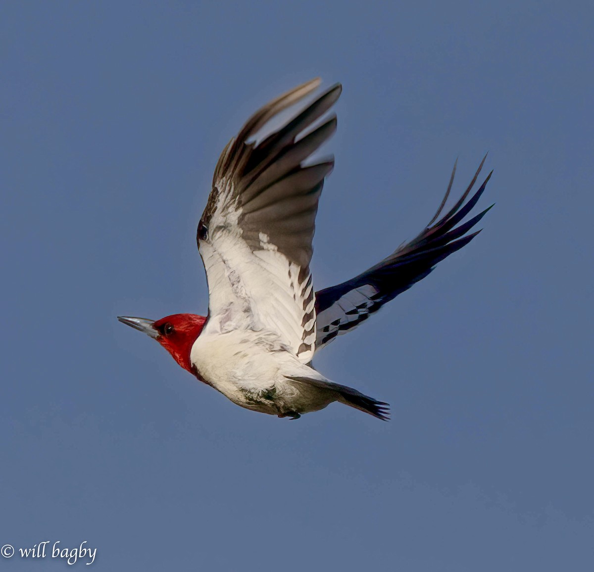 Pic à tête rouge - ML620039412