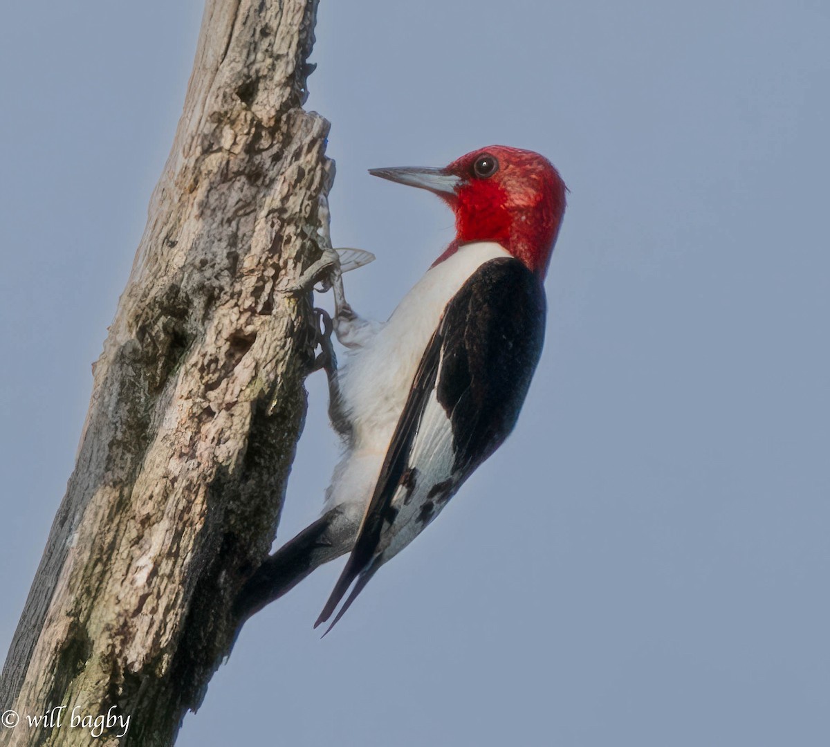 Pic à tête rouge - ML620039413