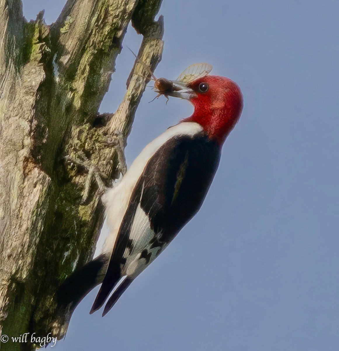 Red-headed Woodpecker - ML620039414