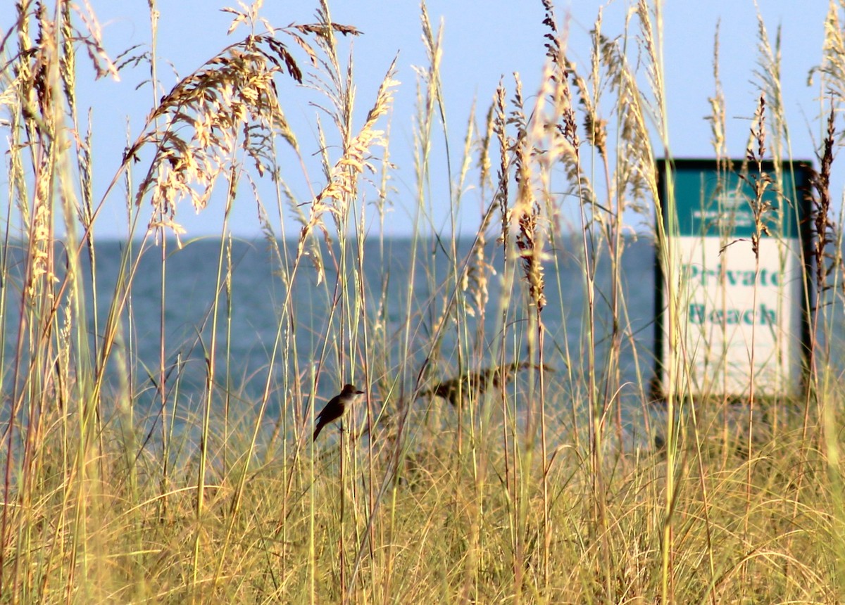 Great Crested Flycatcher - Brant Julius