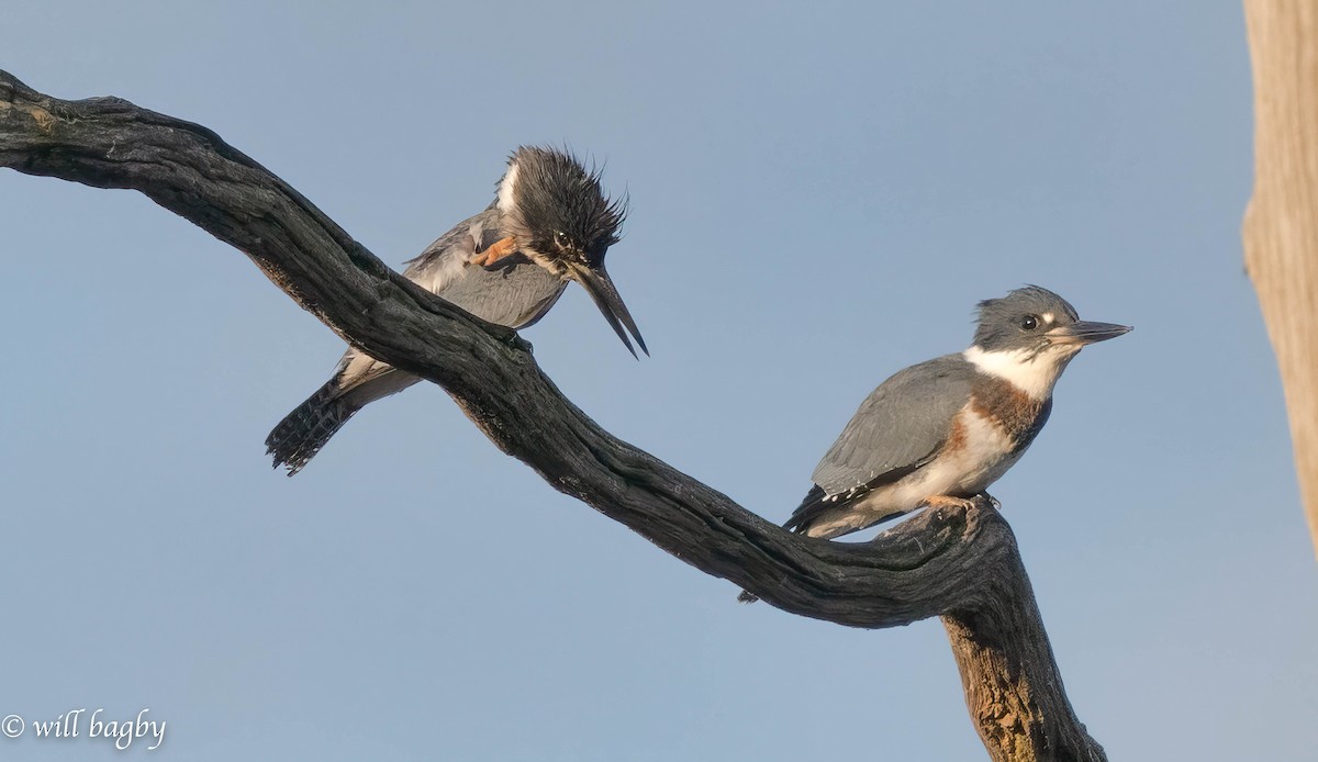 Belted Kingfisher - ML620039420