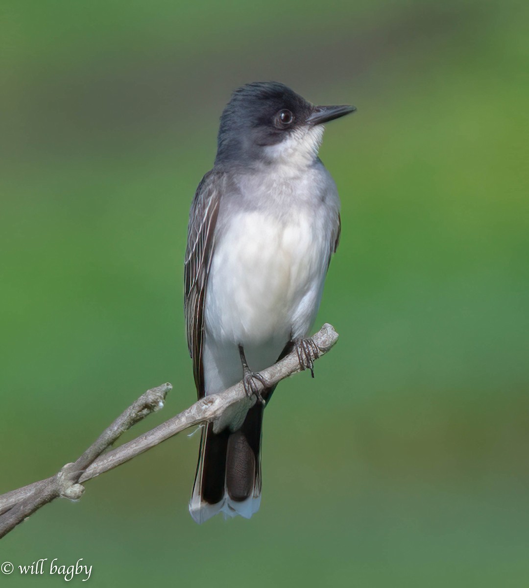 Eastern Kingbird - ML620039426