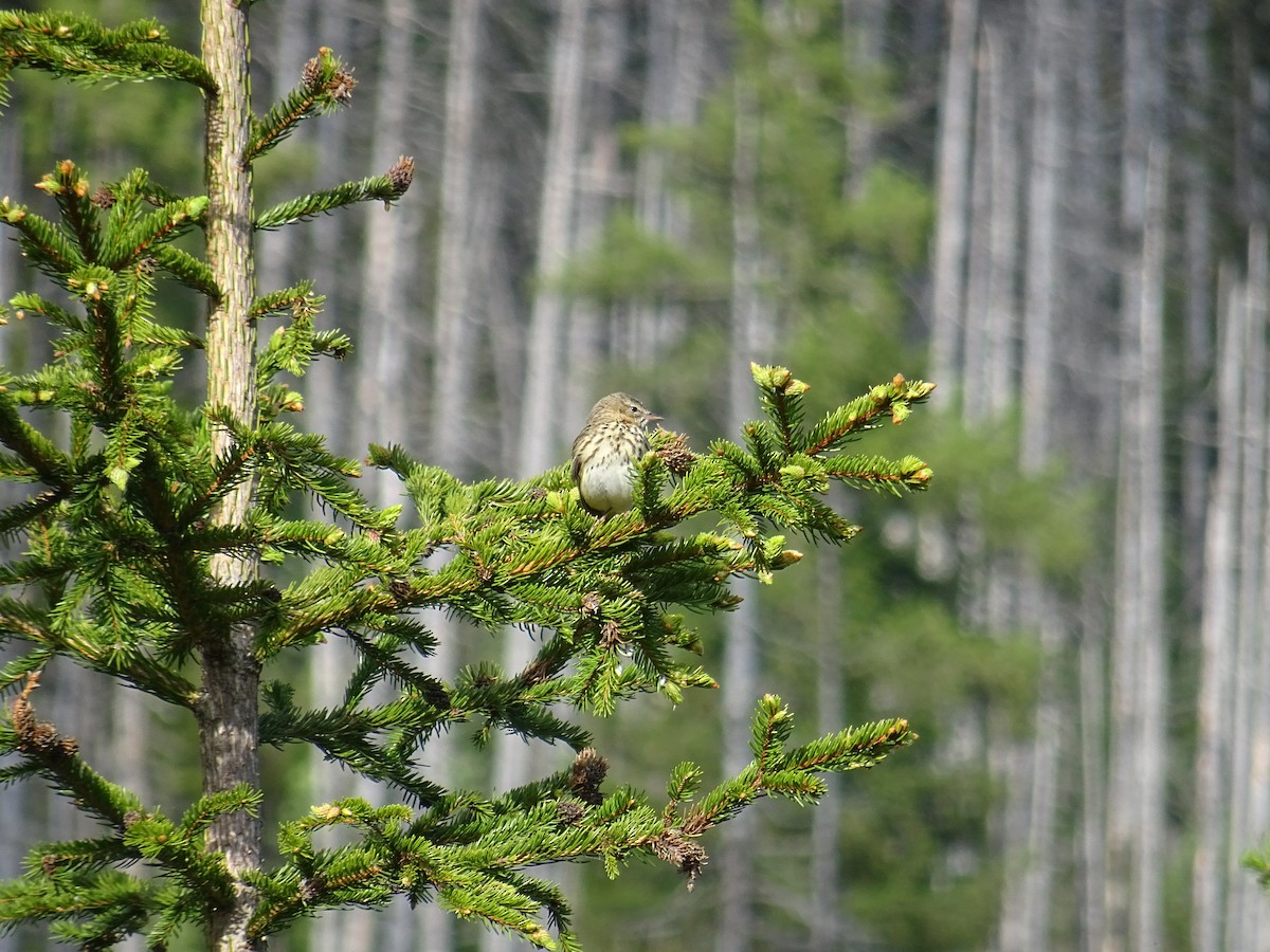 Tree Pipit - ML620039428