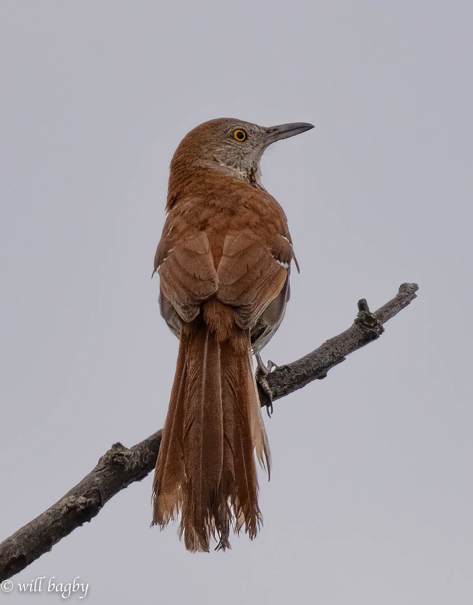 Brown Thrasher - ML620039438