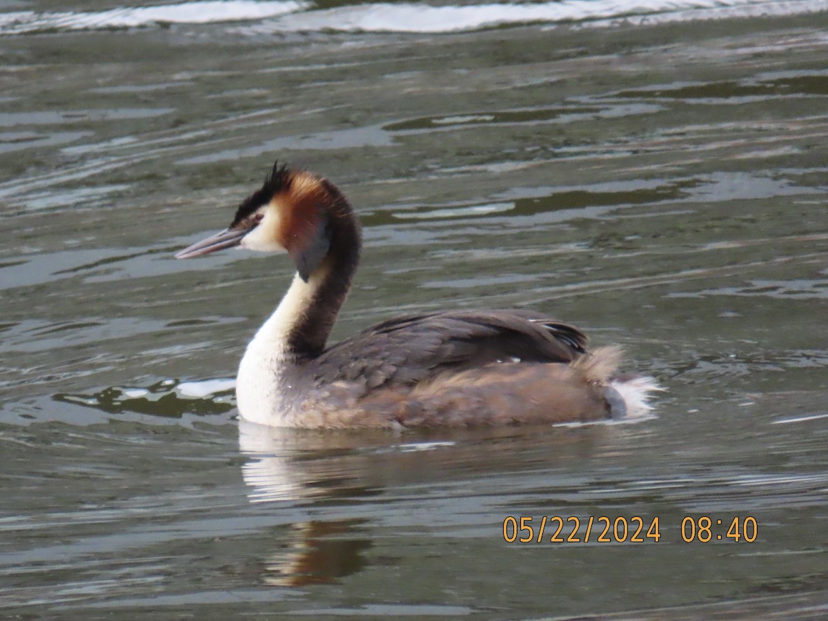 Great Crested Grebe - ML620039443