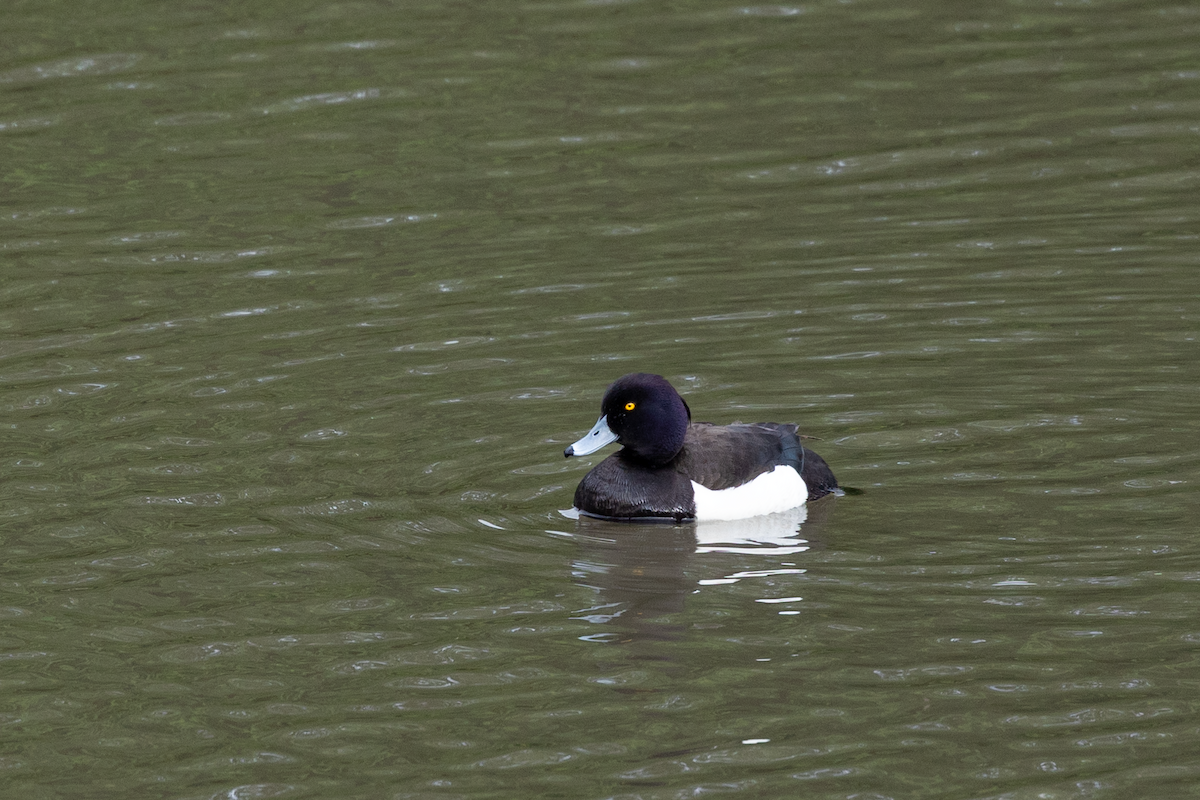 Tufted Duck - ML620039457