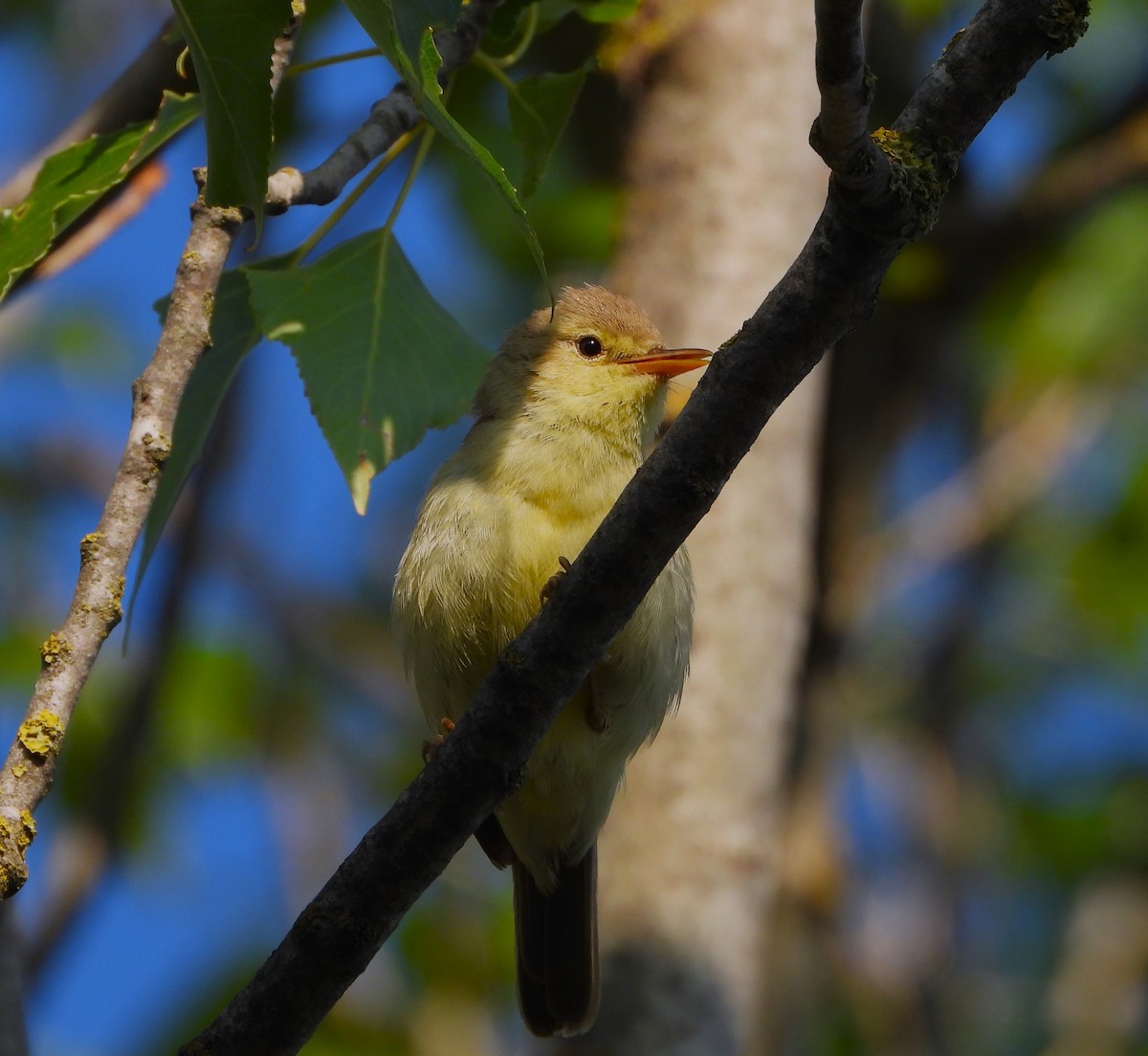 Melodious Warbler - ML620039461