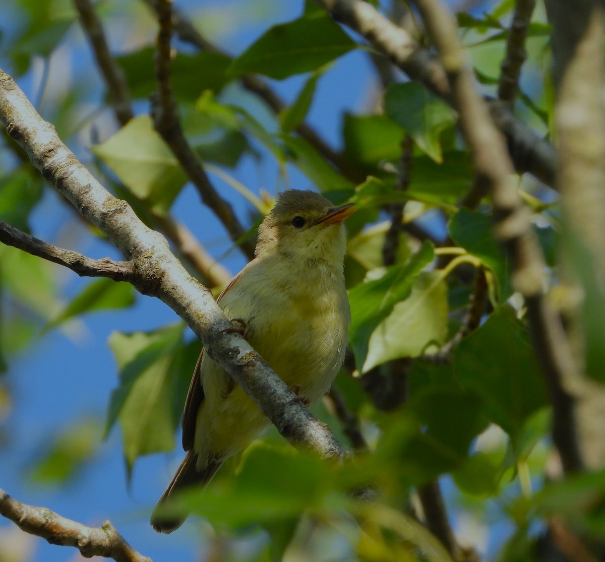 Melodious Warbler - ML620039463