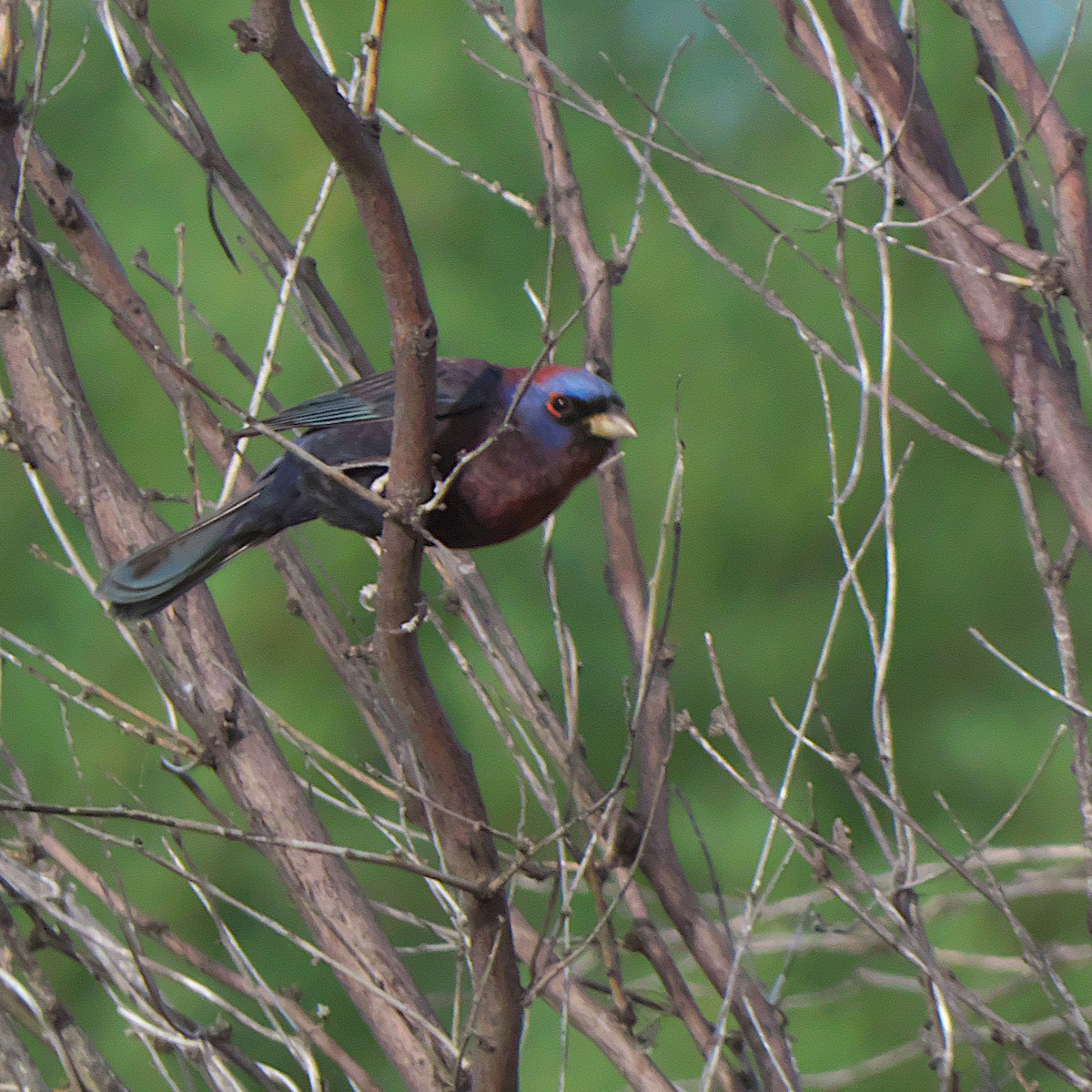 Varied Bunting - ML620039476