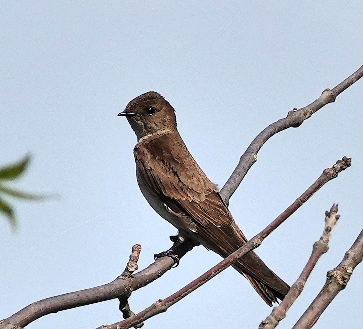 Northern Rough-winged Swallow - ML620039482
