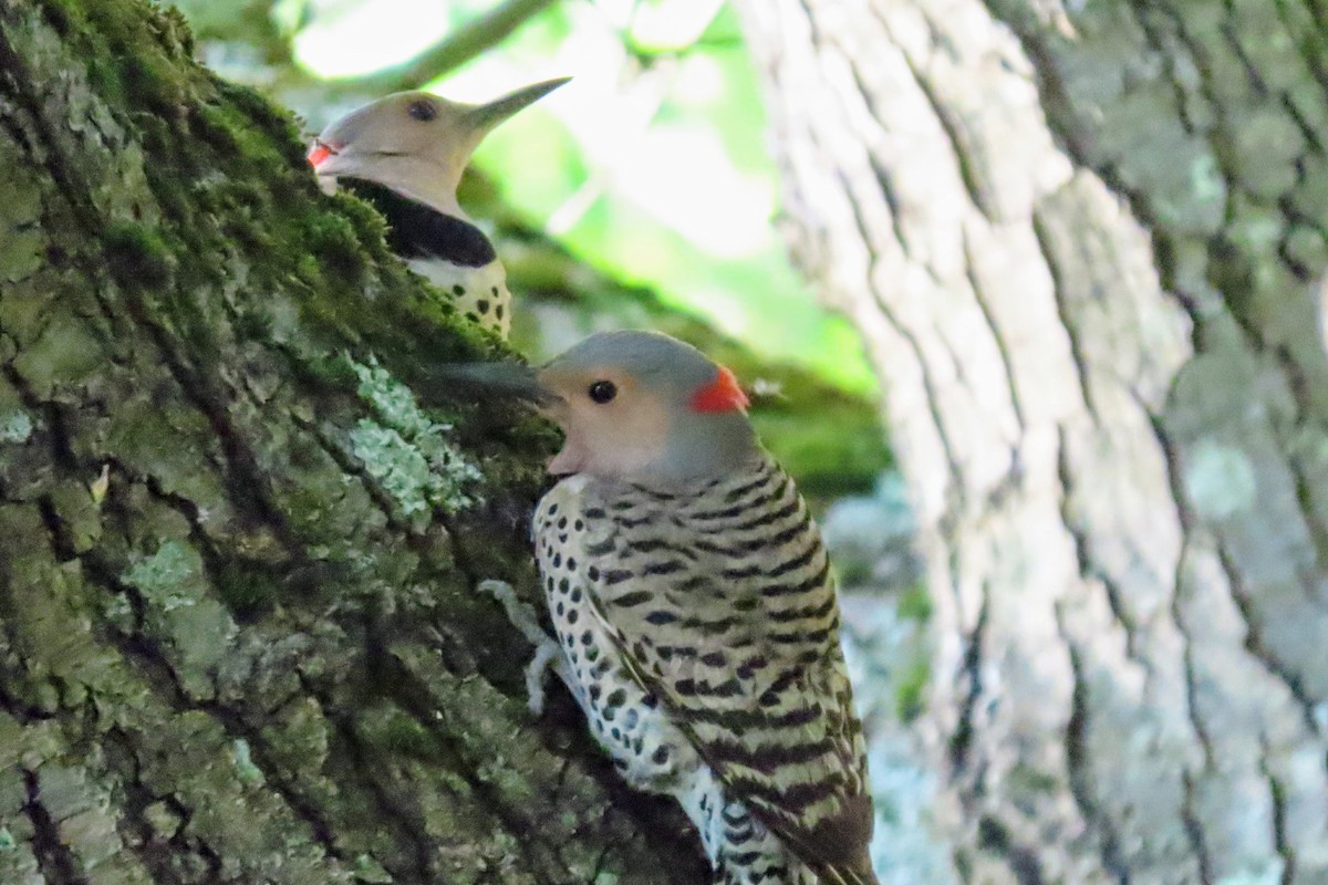 Northern Flicker - ML620039485