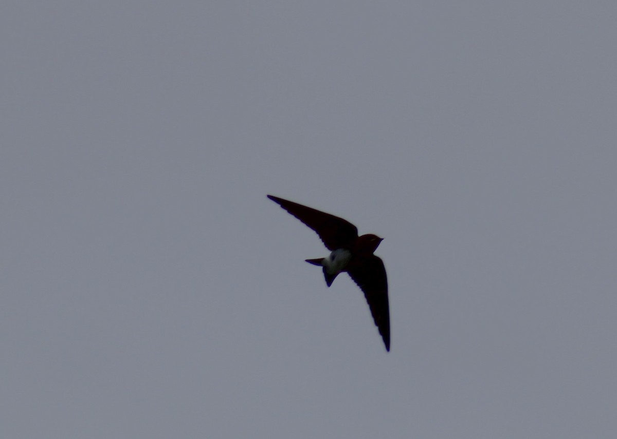 Northern Rough-winged Swallow - ML620039505