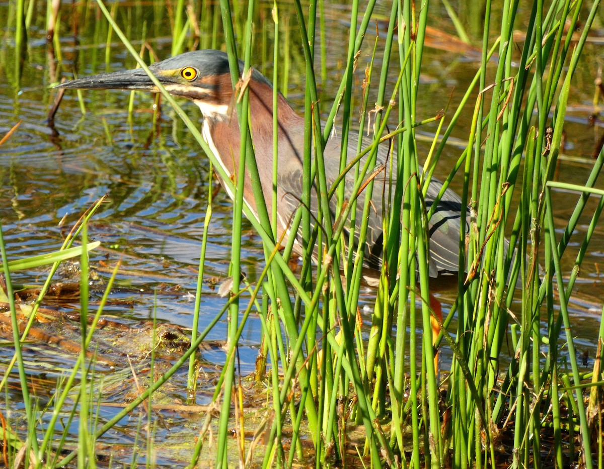 Green Heron - ML620039506