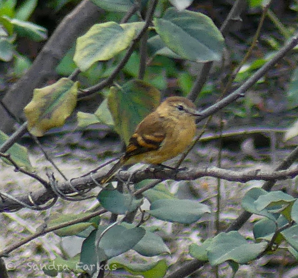 Rufescent Flycatcher - ML620039512