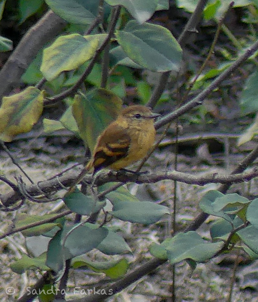 Rufescent Flycatcher - ML620039513