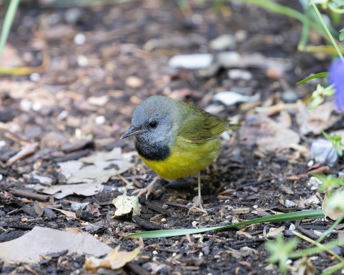 Mourning Warbler - ML620039522