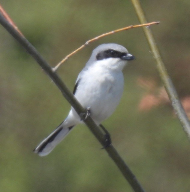 Loggerhead Shrike - ML620039524