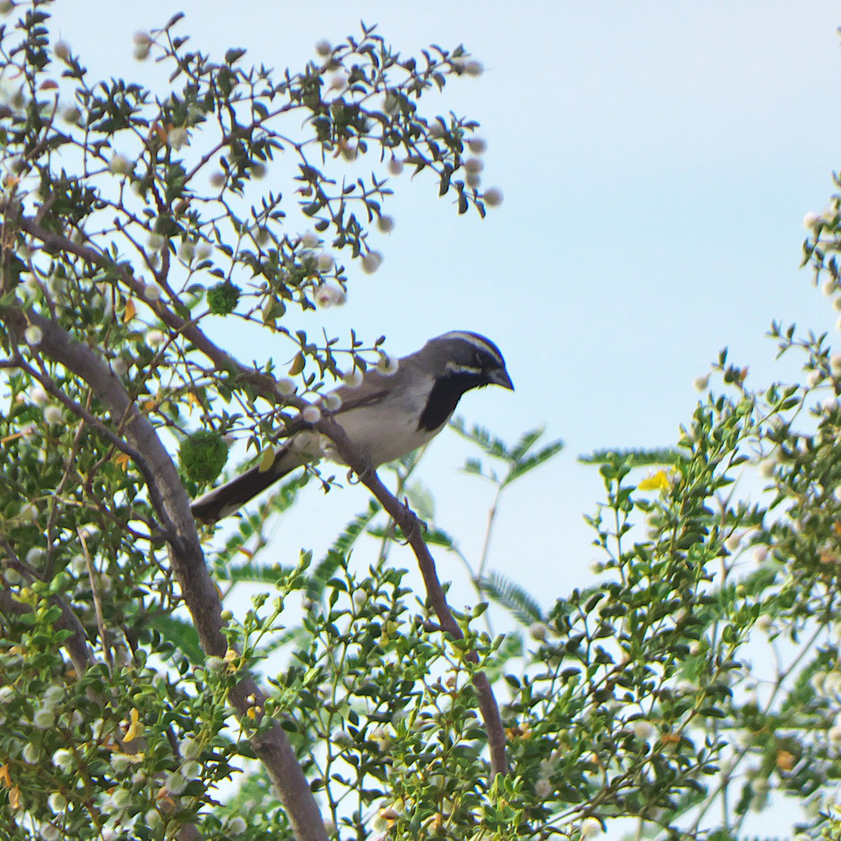Black-throated Sparrow - ML620039532