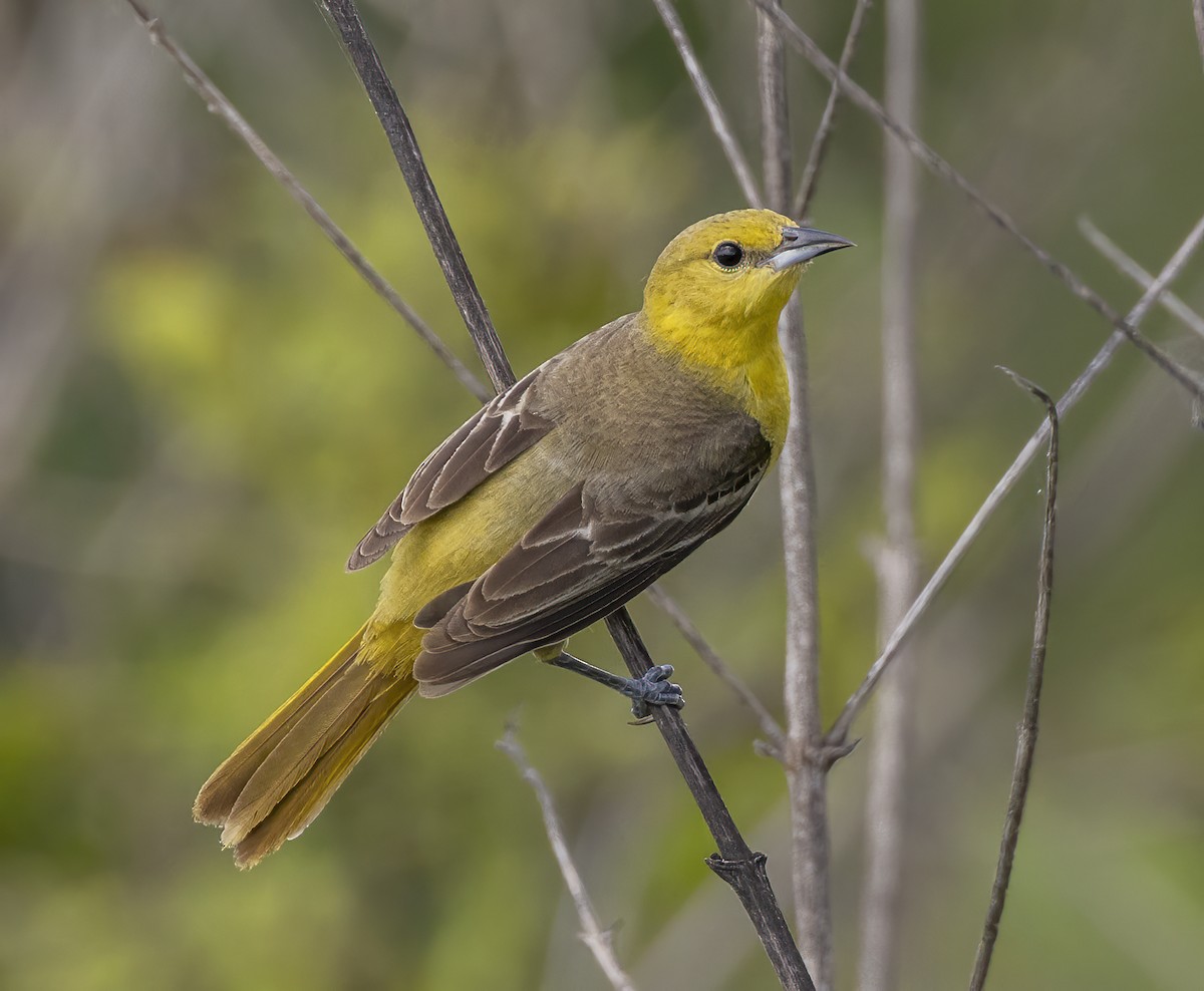 Orchard Oriole - ML620039547