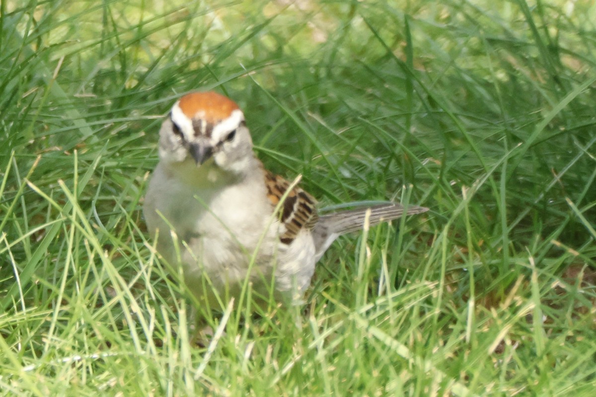 Chipping Sparrow - ML620039586