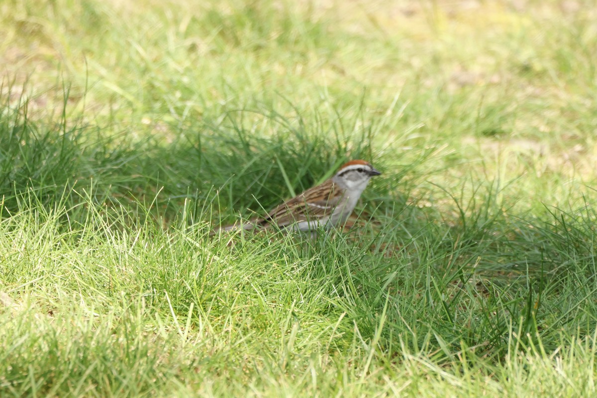 Chipping Sparrow - ML620039594