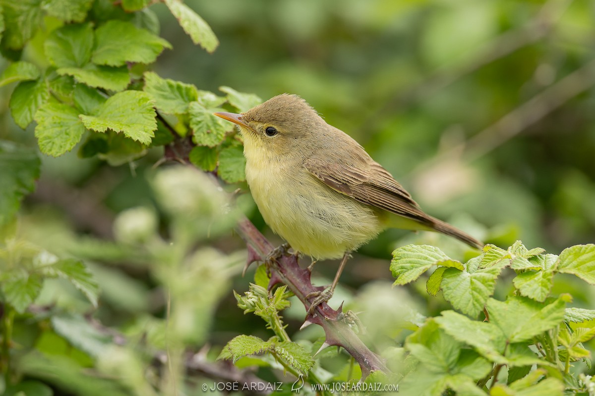 Melodious Warbler - ML620039597