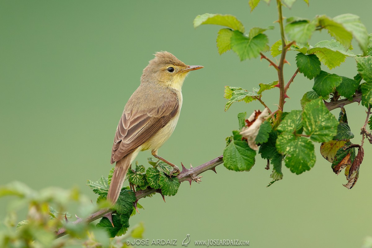 Melodious Warbler - ML620039598