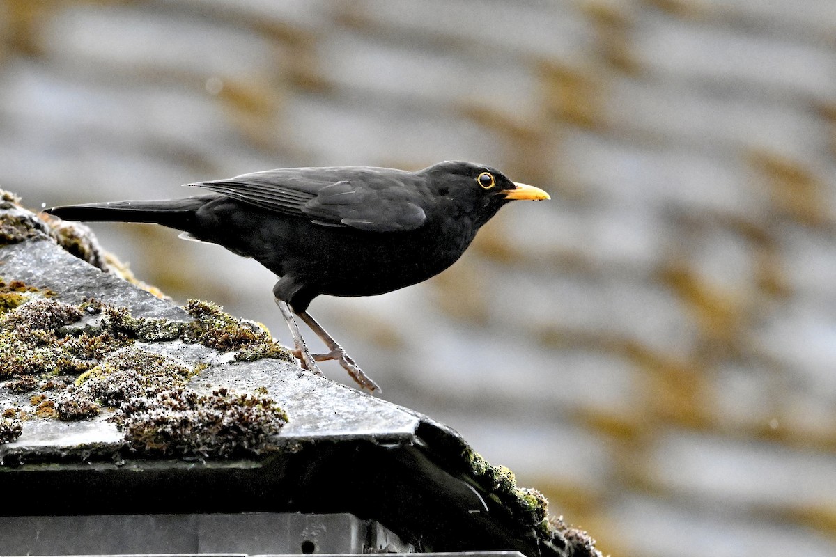 Eurasian Blackbird - ML620039602