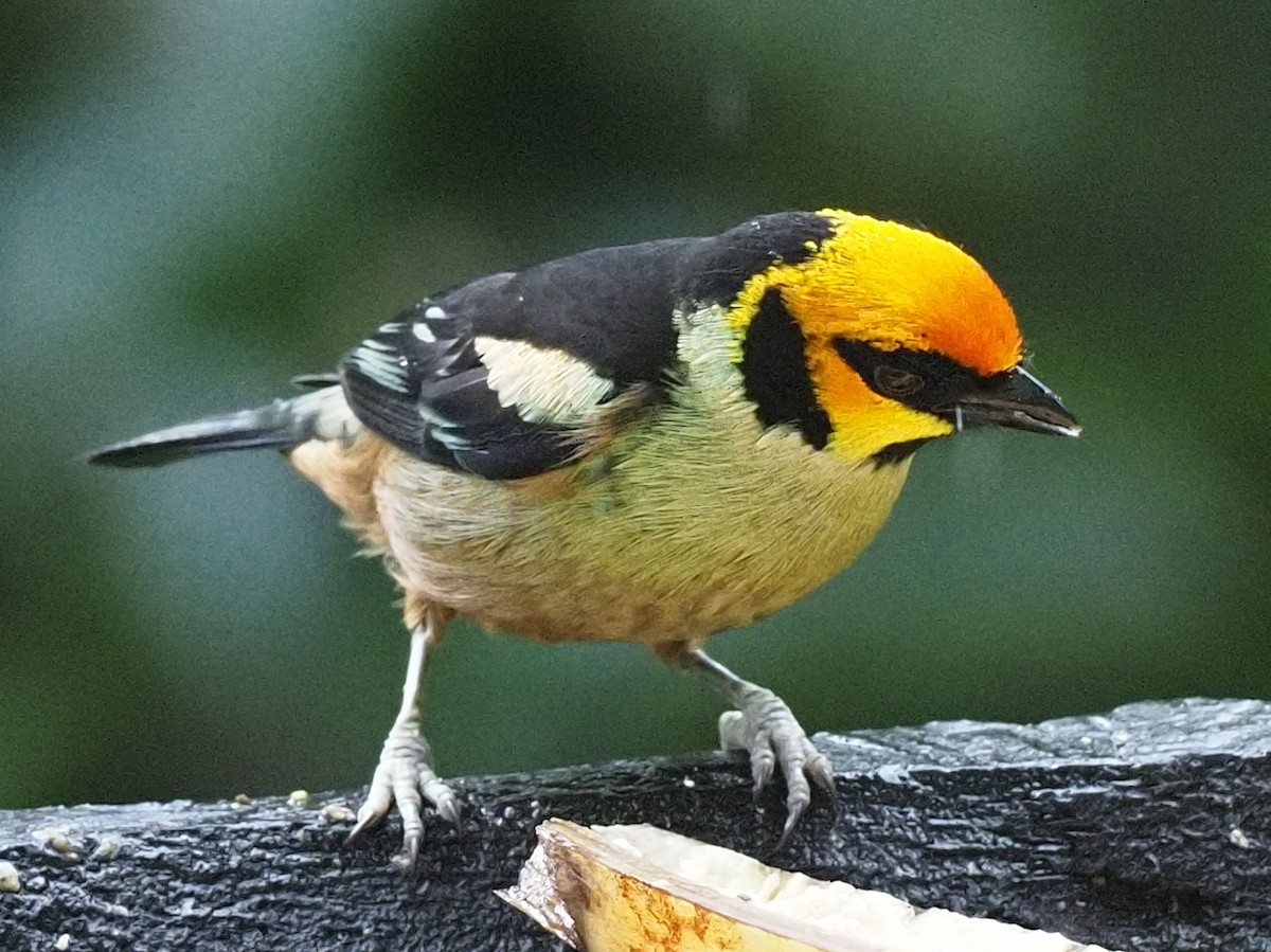 Flame-faced Tanager - ML620039631