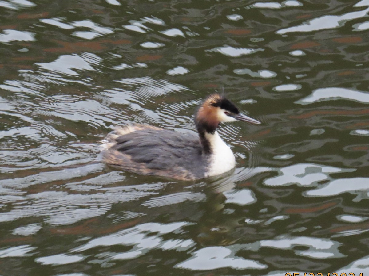 Great Crested Grebe - ML620039644